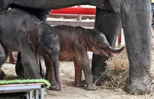 Bliźnięta słoni przyszły na świat w Tajlandii. "To cud"