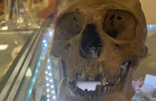 USA. Ludzka czaszka na półce sklepowej w dziale z rzeczami na Halloween