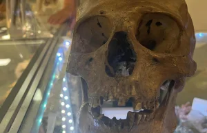 USA. Ludzka czaszka na półce sklepowej w dziale z rzeczami na Halloween