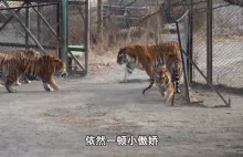 Nowy złodupiec wbija na dzielnicę - tygrys syberyjski
