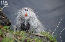 Rybnickie nutrie będąkarmą dla innych zwierząt. Ogłószonoprzetarg na ich zabicie