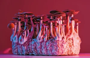 Pierwsze w Polsce badanie z psylocybiną w leczeniu depresji | Projekt Pulsar