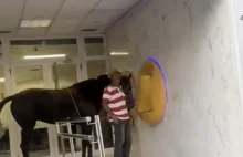 Koń wszedł do bankomatu na Gran Canarii. Wideo hitem sieci