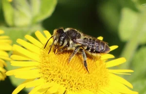 Zjawisko woltynizmu na przykładzie kilku gatunków dzikich pszczół samotnic