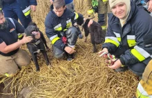 Trzy psy uratowane