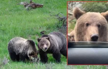 USA: Kierowca próbował dotknąć niedźwiedzia. Szybko tego pożałował
