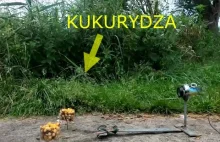 Reakcja ryb na kukurydzę