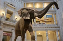 Słoń Henry - największy słoń na świecie