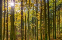 Buki synchronizują się podczas letniego przesilenia