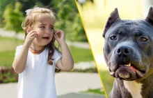 Wałbrzych: 2,5 oraz 7-letnie dziecko zaatakowane przez amstaffy