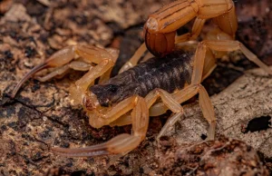 Skorpiony atakują. Drastyczny wzrost ukąszeń w Brazylii