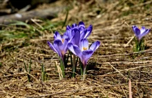 "Hokus Krokus" - oglądaj, ale nie depcz. TPN wydał poradnik dla turystów