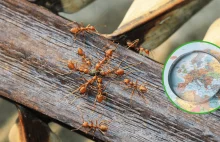 Agresywna mrówka ognista po raz pierwszy zauważona w Europie