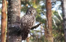 Bliżyńskie Lasy Naturalne od dziś są już rezerwatem!