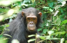 Czteroletnia wojna szympansów Gombe Wikipedia, wolna encyklopedia