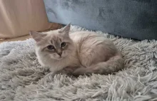 SŁAWNO - Zaginiona kotka Fresca - PROŚBA O POMOC!