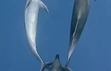 Delfin ubezpiecza śpiących kolegów
