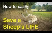 2 minuty o ciekawostce która może uratować życie owcy