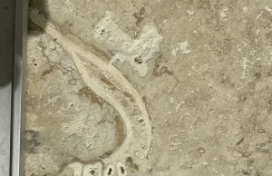 Stomatolog odkrywa kamienną płytkę podłogową z ludzką szczęką