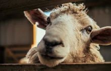 "Najbardziej samotna owca" uwięziona przez dwa lata na klifie