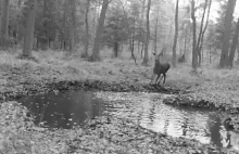 "Zwykła kałuża, a tyle radości". Słowiński Park Narodowy.