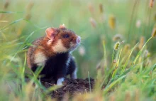 Chomik europejski - jedyny żyjący współcześnie gat. gryzonia z rodzaju Cricetus