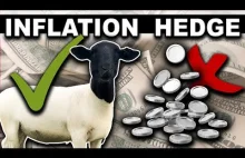 Dlaczegi kupiłam owce zamiast srebra by uniknąć inflacji - 6 minut [EN]