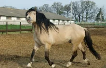 Koń oszmiański - 5,50 za kilogram. Białoruś likwiduje stado jedynej swojej rasy