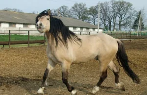 Koń oszmiański - 5,50 za kilogram. Białoruś likwiduje stado jedynej swojej rasy