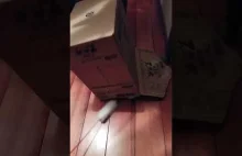 Cat Box Tyolo