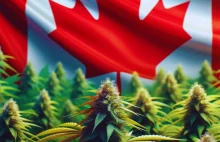 Legalizacja marihuany w Kanadzie skutecznie wypiera czarny rynek