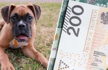 "500 plus" dla psa? psy i koty mogą otrzymać dofinansowanie bliskie wspomniane