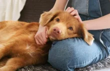 W Austrii wprowadzono obowiązkowe kursy dla przyszłych właścicieli psów