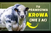Krowy jak Pudzian i owce jak pitbulle, czyli jak człowiek "poprawia" zwierzęta