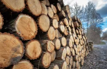 Rząd Tuska przejął Lasy Państwowe. Kontrowersje i osiągnięcia leśnego molocha