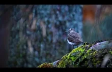 Uj z wyborami, uj z polityką