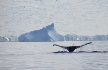 Obszary różnorodności biologicznej na Oceanie Południowym kluczem do ochrony