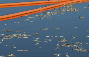 Odra i Wisła. "W niektórych dopływach zasolenie wody wyższe niż w Bałtyku"