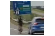"Rowerzysta na autostradzie A4 11.07.2024 A4 (wideo)