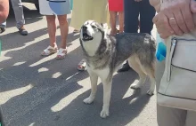 Śpiewający pies na procesji wzbudził podziw [FILMIK]