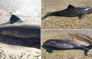 Wojna na Ukrainie grozi zniknięciem delfinów w Morzu Czarnym