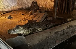 Policjanci z Sosnowca odebrali jednemu z mieszkańców krokodyla nilowego