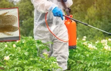 Inwazja niczym z filmu "Obcy". To zwierzę zagraża bezpieczeństwu żywnościowemu N