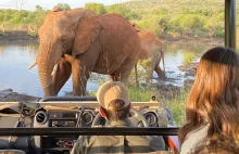 Słoń zabił turystę w Parku Narodowym Pilanesberg