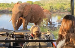 Słoń zabił turystę w Parku Narodowym Pilanesberg