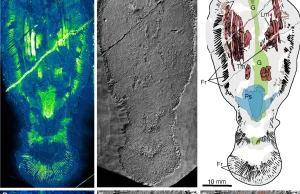Na Grenlandii znaleziono skamieniałe drapieżniki sprzed ponad 500 milionów lat