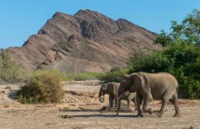 Nambia planuje zabić 700 dzikich zwierząt, aby nakarmić biednych