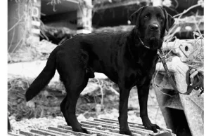 Odszedł Rico, pies ratowniczy Specjalistycznej Grupy Poszukiwawczo Ratowniczej