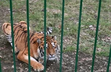 Setki dzikich zwierząt bez opieki. Żołnierze znajdują je na lini frontu