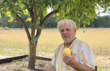 Zasadził cytrynę blisko 60 lat temu, pierwszy owoc otrzymał po 40!